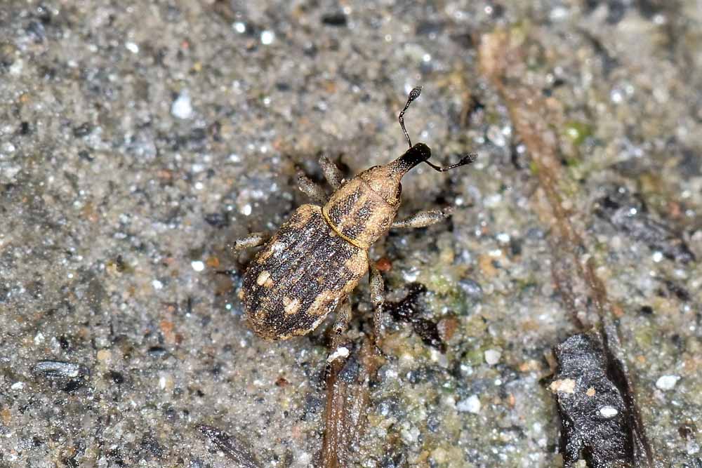 Bagous puncticollis - Curculionidae